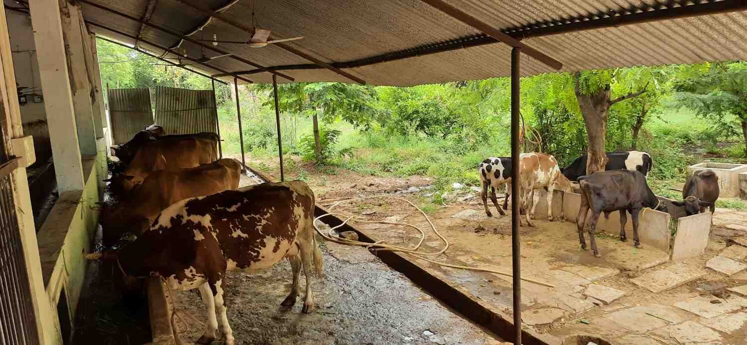 Cows and calves at Go-Shala