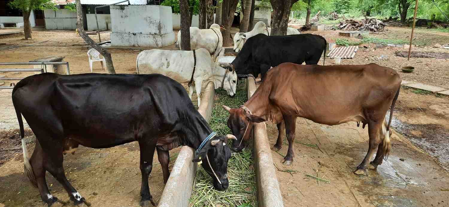 Cows at Go-Shala