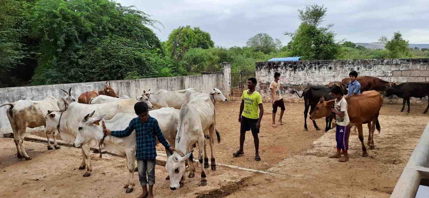 Go-Shala at Chinmayaranyam