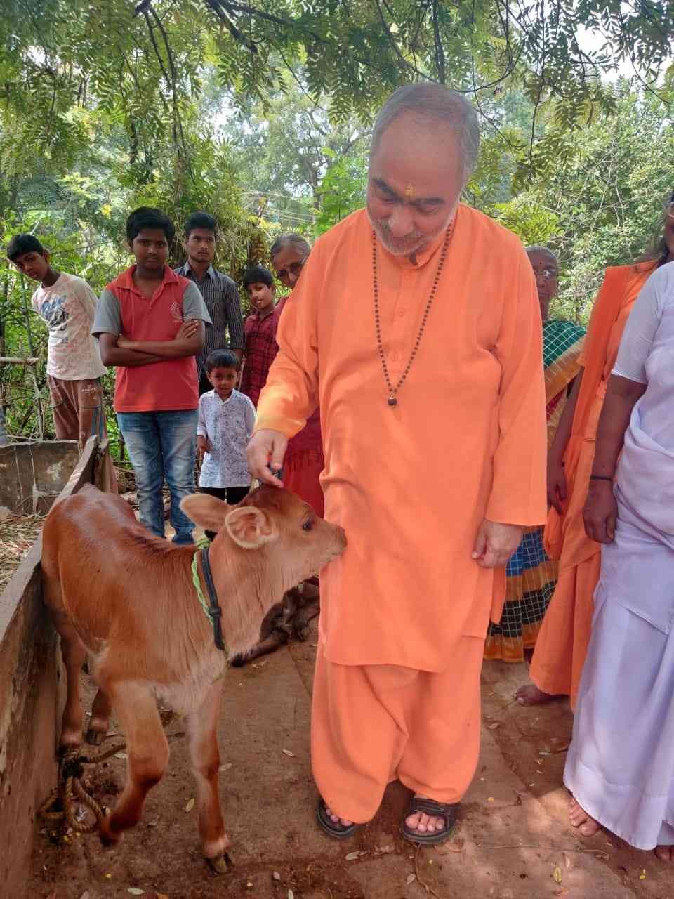 Swami with calf at Goshala